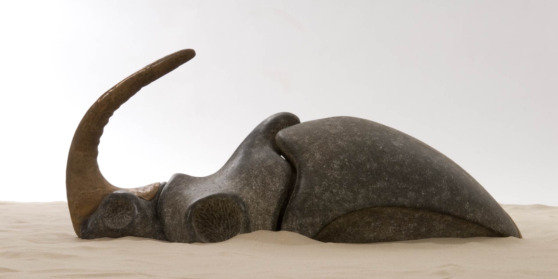 Peer Steppe Mondhornkäfer